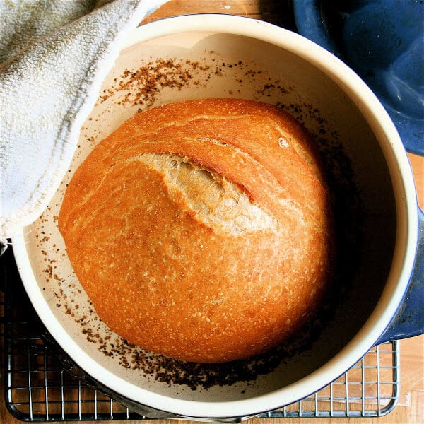 I thought I'd give a brief update on my Artisan Bread in Five Minutes a Day escapades. This batch is my third, and I experimented with using nearly 50-percent whole-wheat flour. The dough rose just as beautiful. // alexandracooks.com I thought I'd give a brief update on my Artisan Bread in Five Minutes a Day escapades. This batch is my third, and I experimented with using nearly 50-percent whole-wheat flour. The dough rose just as beautiful. // alexandracooks.com