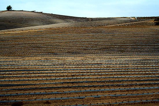 Tomato field at Valdivia Farm Tomato field at Valdivia Farm