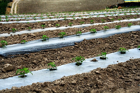 tomato field tomato field