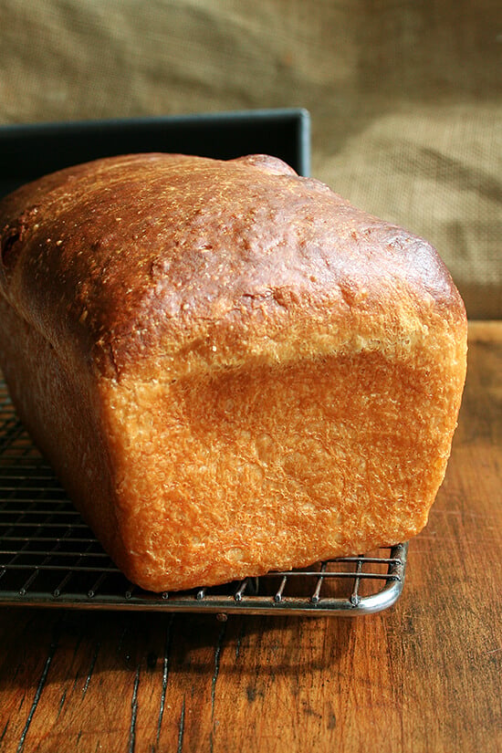 homemade brioche homemade brioche