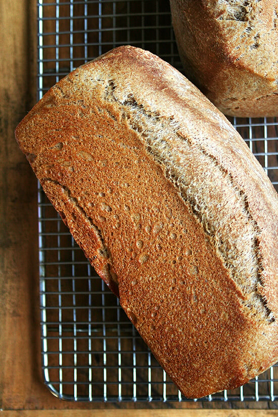 honey whole wheat bread honey whole wheat bread