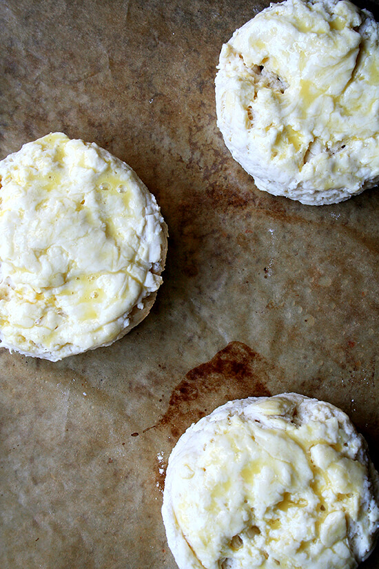 biscuits, cut, with eggwash biscuits, cut, with eggwash