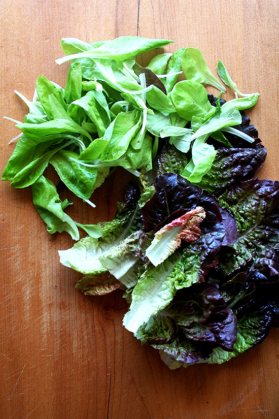 lettuce from Morning Song Farm CSA lettuce from Morning Song Farm CSA