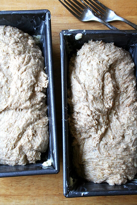 loaves, about to rise loaves, about to rise