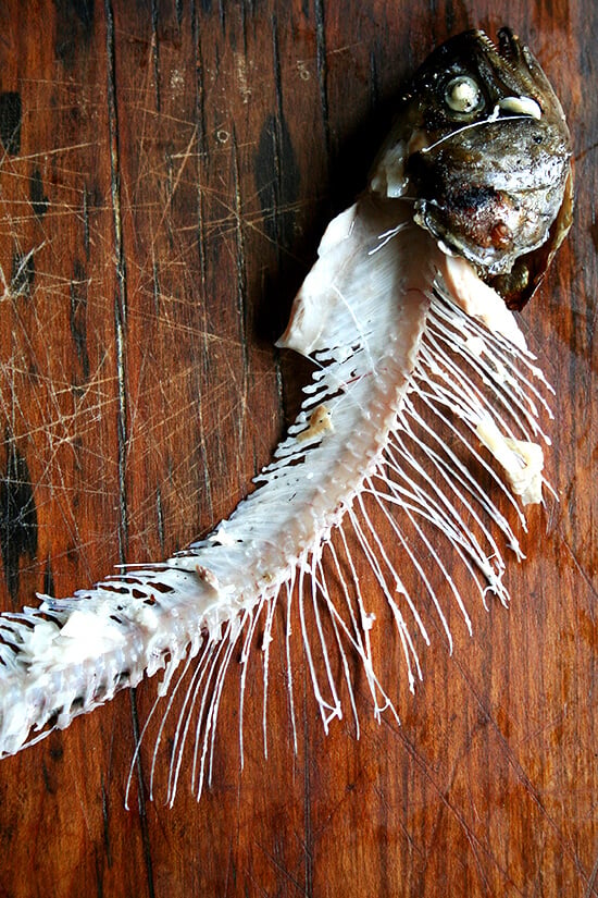 trout skeleton trout skeleton