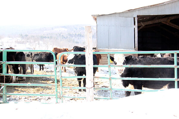 cows