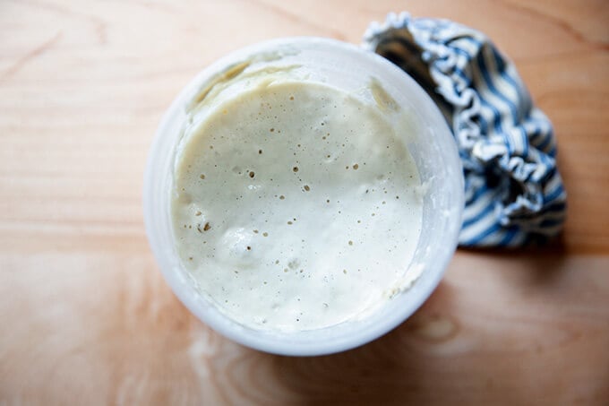 A bubbly active, starter.