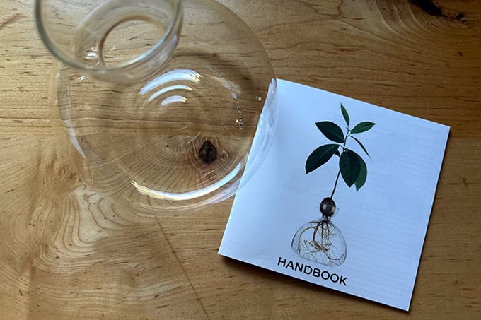 Avocado vase.