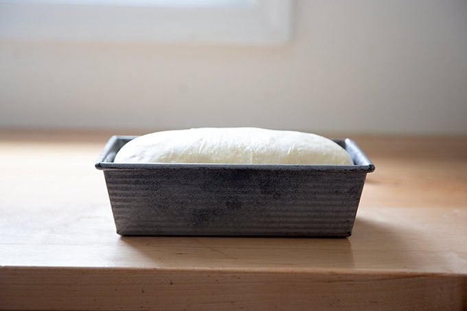 A loaf pan filled with sandwich bread dough rising and ready for the oven.